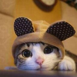 tomo379's profile picture. NASCAR F1 アニメ ゲーム