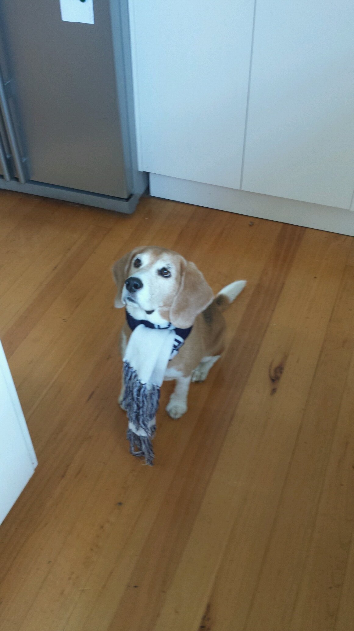 Tash was a cute 10 year old beagle who loved eating... especially cheese! barking, sleeping, @carltonfc and hanging out with her family! RIP Tashy...2005 - 2015