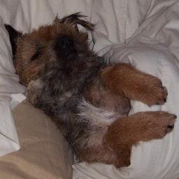 Great natured BT that loves life and works hard helping to educate humans with my veterinary nurse Mum (Lisa), also Caterpillar Keepsakes top paw print model!