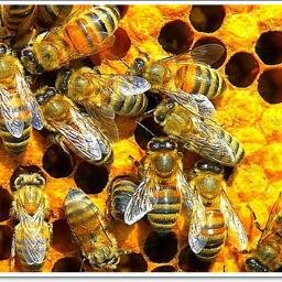 Productos veterinarios para apicultura, complementos vitamínicos y nutricionales