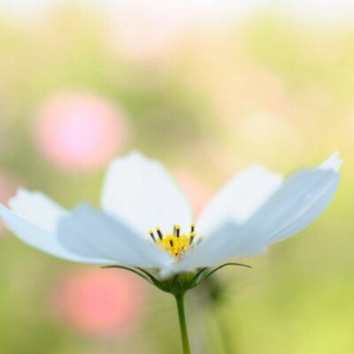 消えました