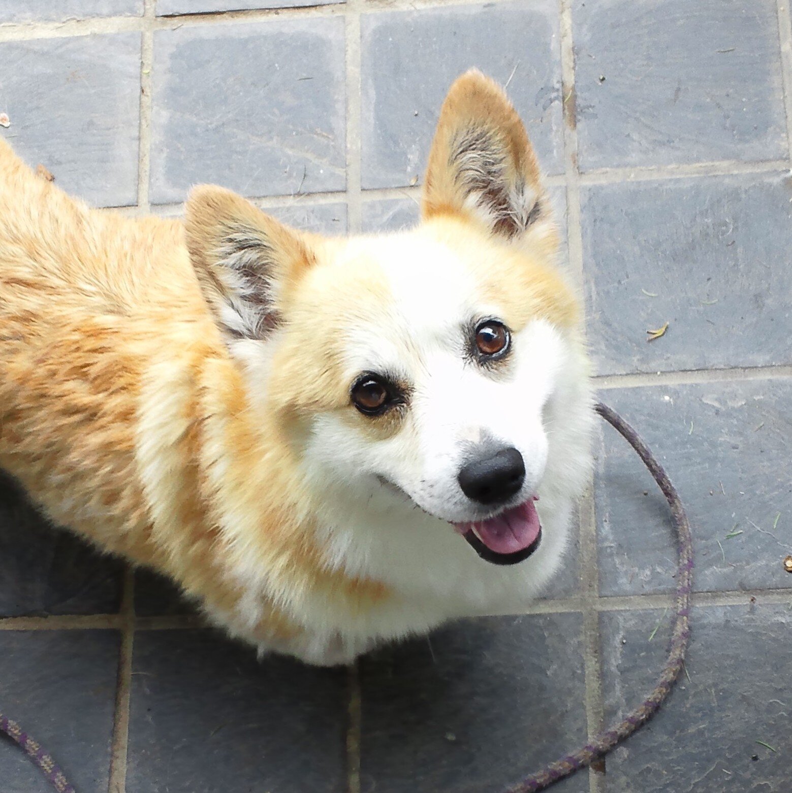 kawayan_c's profile picture. C++,C#をメインにWindowsのソフトウェアを開発中。