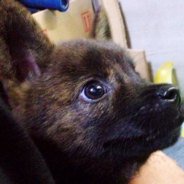 kaiken627's profile picture. 甲斐犬赤虎のロクです🐾お散歩コースは逗子、葉山、横須賀、三浦🚶‍♂️🐕ペンキの塗り替えの際は大槻塗装工業をよろしくお願い致します！お見積もりのご相談はDMかホームページにてお問い合わせください✨