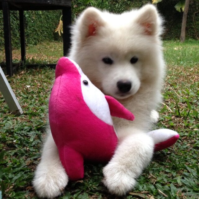 sleepy_bos's profile picture. Woof! Aurf-aurf!

Instagram: sleepy_bos