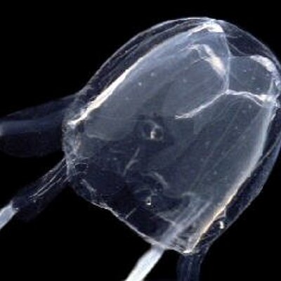 マイルドヘブン 