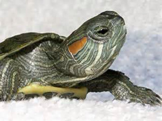 like news,politics,sports and trivia..oh and turtles!