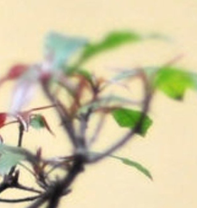 2016wishtree's profile picture. Your wishes for Scotland after 2016 - lovingly tended by Beechgrove Garden reject @theaedjt