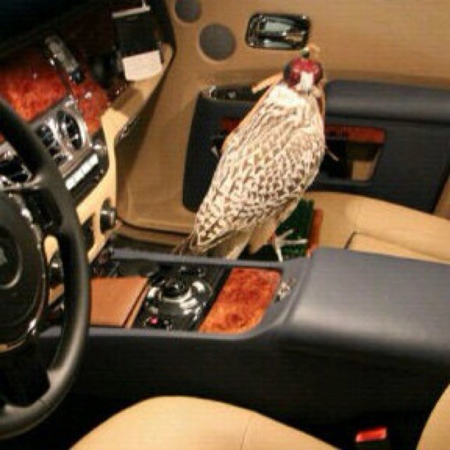 ‏لا ترتجيَ وصل حد من بغغآكك تععنآلكك ♡♡*