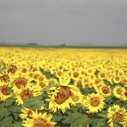 Family no-till farmer of wheat, corn, sunflowers, proso and cattle.