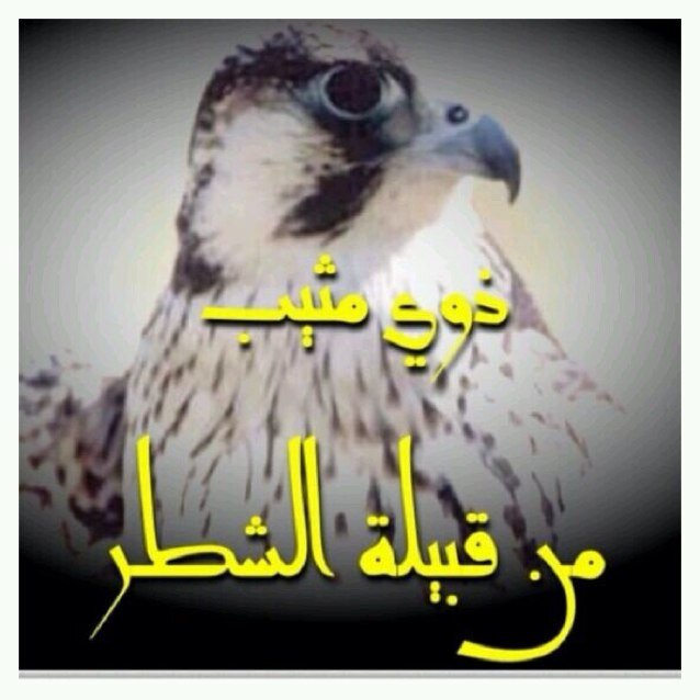 أخبار ومناسبات ال مثيب من الشطر من مطير .