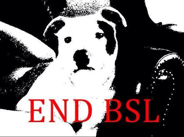 UKbornNbred's profile picture. Owned by a Cat & 2 Dogs An Exempted APBT & Blue Staffy (My Views are My Own) Im Most active at @ExemptedRed *Responsible Dog Daddy*