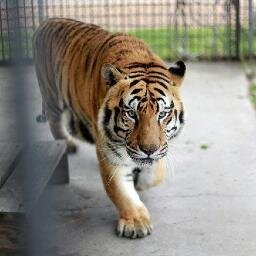 A truck stop is no place for a tiger. Tony needs sanctuary today!