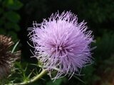 Southern Indiana Cooperative Invasives Management