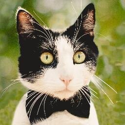 AnaximanderKatz's profile picture. A cat who lives in Palo Alto.