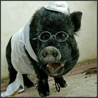 Perdigón Porkins (@perdigronff) 's Twitter Profile