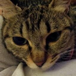 プログラマーです。python歴だけは長いです。