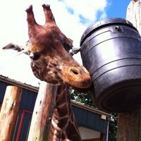 lesley forsyth (@les622) 's Twitter Profile