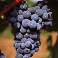 Spanish Wines & More (@spanishwineblog) Twitter profile photo