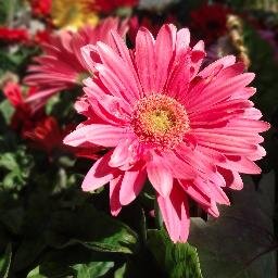 alana_andrews's profile picture. 