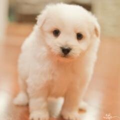 Hi I'm Toto! I love playing with my bone and getting my belly scratched!i love sleeping all day and to play with my owner