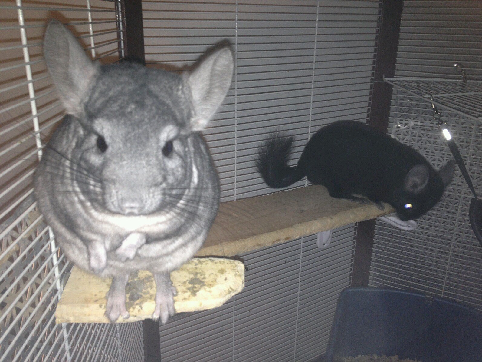 Codu22's profile picture. Hello? Is this thing on?