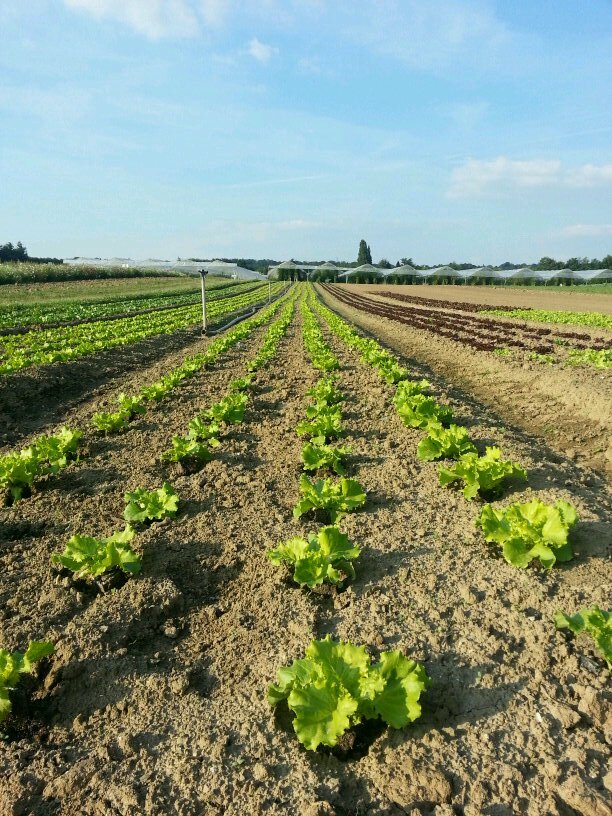 BernardMestdagh's profile picture. 