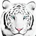 Horizon Tigers (@horizon_tigers) Twitter profile photo