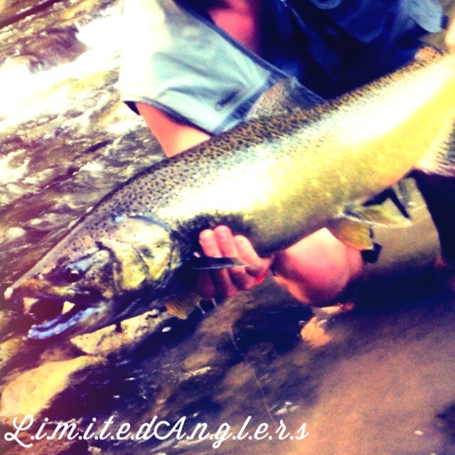 LimitedAnglers's profile picture. To the ones who live to fish everyday. Huge Bass and Float Fisherman myself. Potential company startup of mine. For buisness inquires: AnglersLimited@live.com