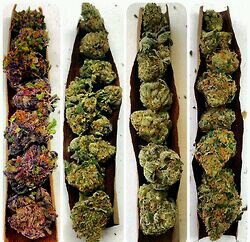 #TEAMKUSH #TEAMDUTCHDRAGON #ZIPSET #HALFZIPGANG #WeOutChea #salute
