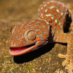 Kahuna5112's profile picture. 