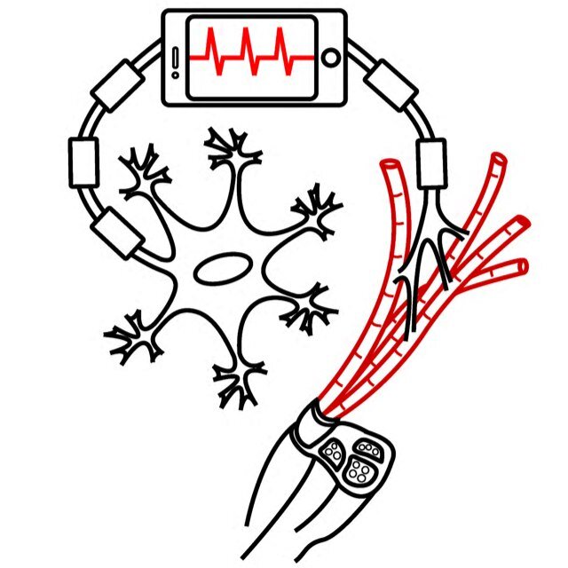 Muscles Alive! is a neuroscience education outreach program from the Neuromuscular Function Laboratory at Colo State Univ, Brian L Tracy, PhD, director.