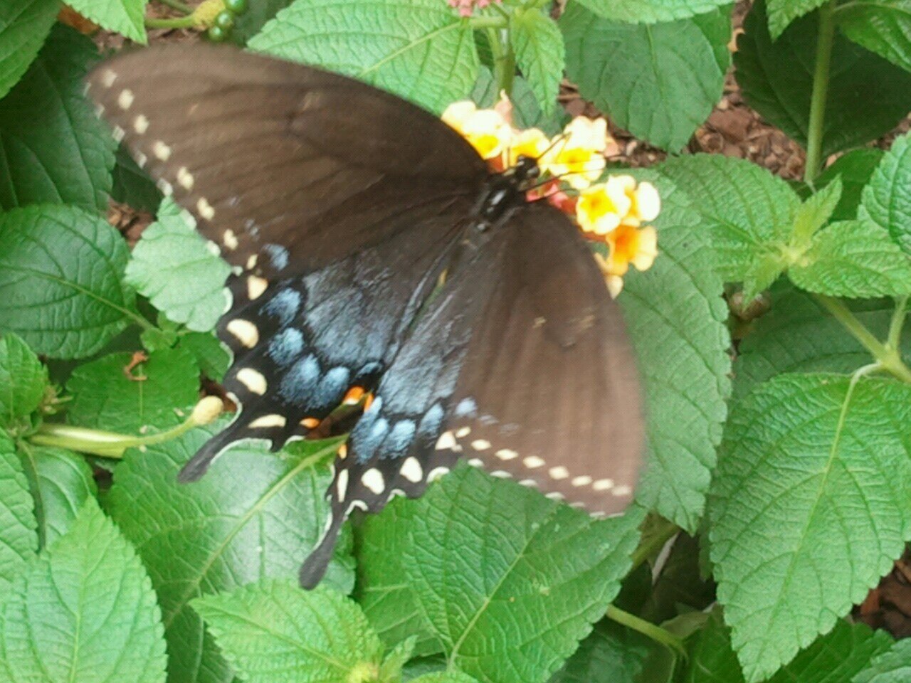 josoren06's profile picture. Bali Ha'i called me. Never Socialism. Constitutional Republic. I Back the Blue. I Stand for the Anthem. 1A  2A.