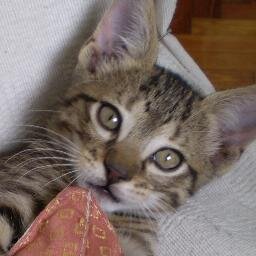 ANTI KK. contadora independiente. Amo los animales, lo + sano del mundo. Por el rescate de la República. Vamos que Podemos.