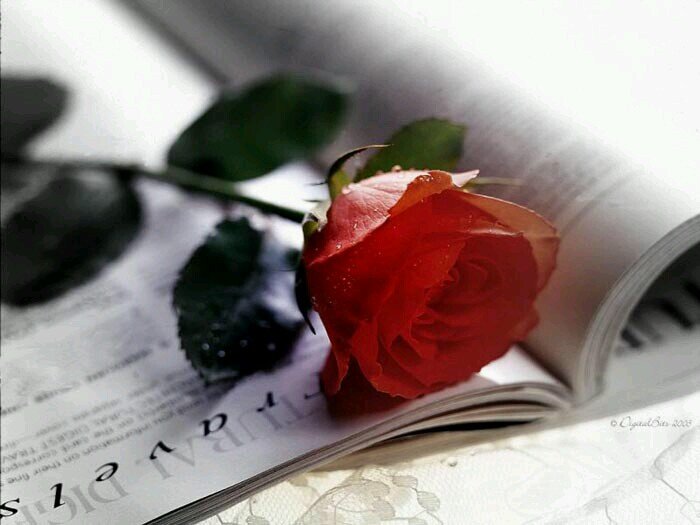 اللہم ارزُقنا حُلو الحيااهہ،وخير العطاء وسعة الرزق،وراحة البال ولباسَ العَافيہ،وحسنَ الخاتِمہ