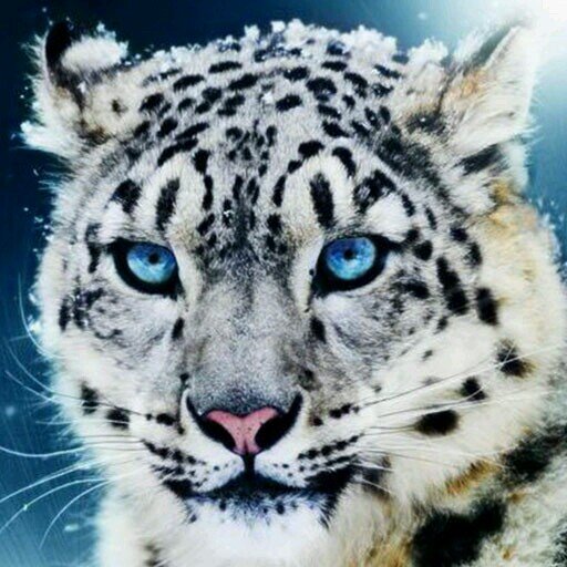 hi my main account is @lpsrockstar125