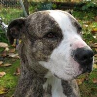No Kill Canada (@nokillcanada) 's Twitter Profile