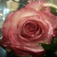 HalahAlNajwaneya (@halaalnajwaneya) Twitter profile photo