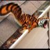 Sir Squirrelzalot (@clemsonsquirrel) Twitter profile photo