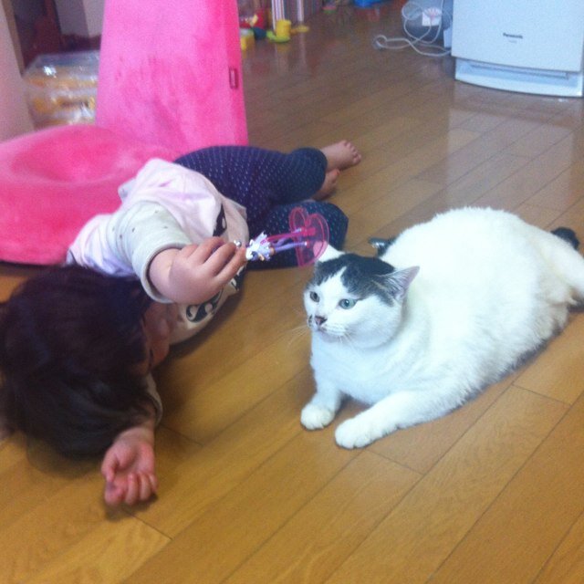 猫バカ一家。保護猫S, ノルウェイジャンAは虹の籍入り。 三毛あんみつ（ぽっちゃん）♀4歳。ノルウェイジャンふぁるま（るま）♂（2020.12.13生） 。五輪開会式日に保護したごりん（ごり）♂