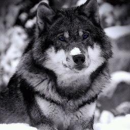 Woof woof back in the woods after 7 years | Still Sober | Disorientated