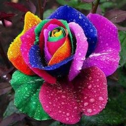 Diana_Budianti's profile picture. Florist