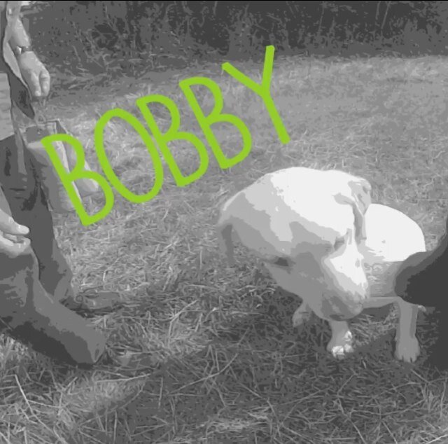 DogsthatShoot's profile picture. 