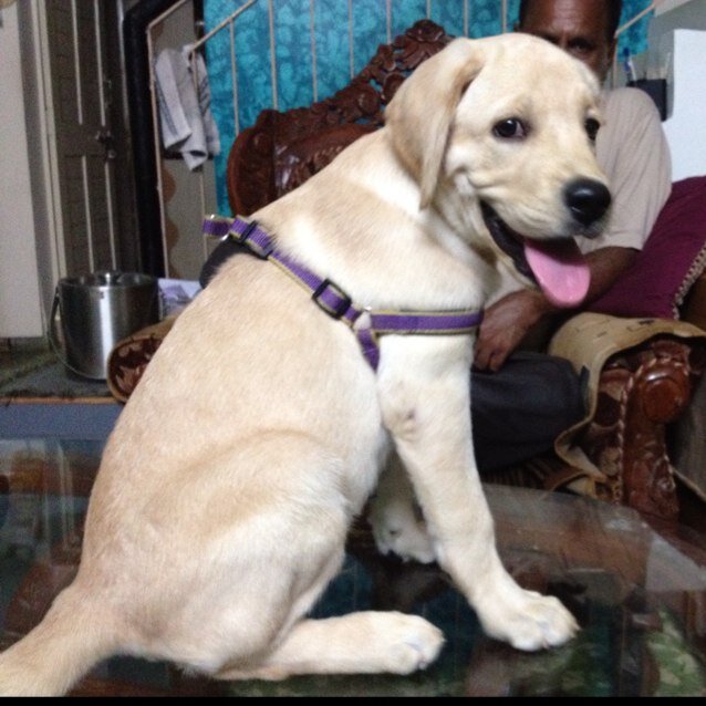 cellgeek's profile picture. 