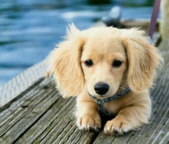 I love all dogs #justinbieber#allmyDOGS!
