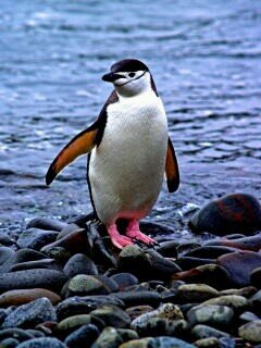 しろくまさんの様に爽やかにこなし、たまに笑わせ、ペンギンさんのように突っ込みいじられ、パンダくんのよぅに気ままに過ごします。