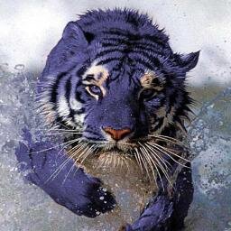 KafigTiger Profile Picture