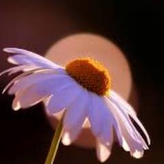 yasacoss's profile picture. 