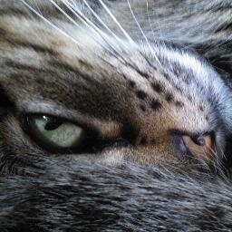 «L'aiguamoll és dolç amb els seus secrets / Fins que trobem una serp» (Emily Dickinson).
Foto avatar: @vfelip