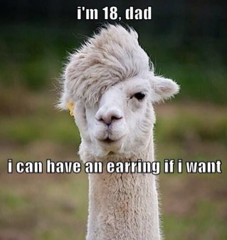 We gonna post pics and its up to you to rate theses llamas ;)