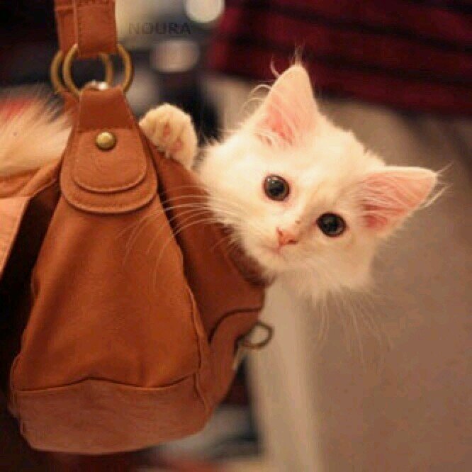 F_Y_A1's profile picture. 